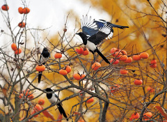 [나눔으로쑥쑥] 선조들은 동물에게도 나눔을 실천했대요! 썸네일 이미지