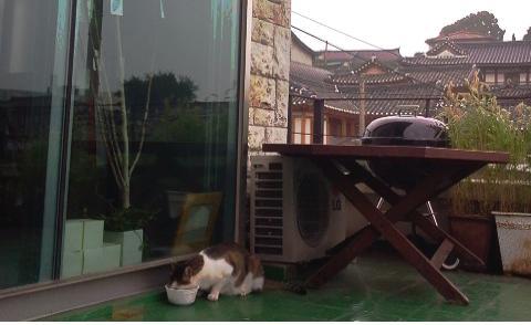 고양이와 새를 위한 작은 무료급식소 썸네일 이미지