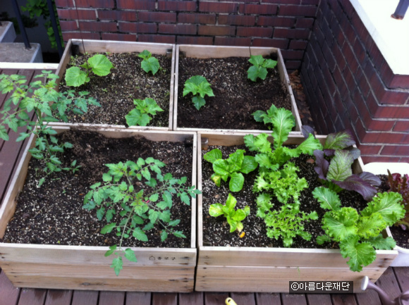 분이네 텃밭 활용기 썸네일 이미지