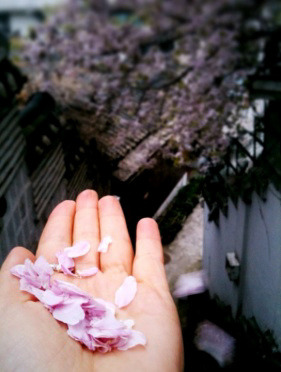 봄비와 꽃비가 내리는 아름다운재단 썸네일 이미지