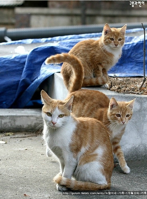 길고양이와 함께 살아가기 썸네일 이미지