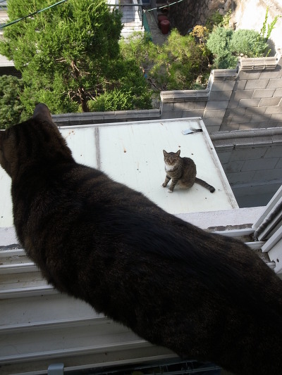 [내냥소2탄] 홍제동 길냥이 ‘동네’와 친구들의 소소한 이야기 썸네일 이미지