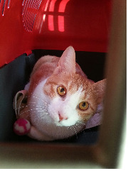 [내냥소1탄] 길고양이를 사랑하는 또 하나의 방법, 입양 썸네일 이미지