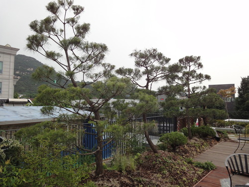 옥상정원 물주기가 정신 건강에 미치는 영향에 대해 썸네일 이미지