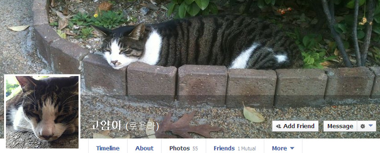 [내냥소4탄] 나는 고양이로소이다 썸네일 이미지