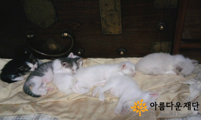 [내냥소5탄] 평생의 반려로 삼으시겠습니까? 썸네일 이미지