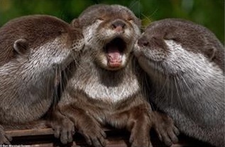 [2014 변시 이야기] 수달 조사, 이제 본격적으로 해보자! 썸네일 이미지