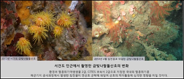 [2014 변시 이야기] 국가가 포기한 멸종위기 ‘연산호’ – 제주해군기지연산호조사모임 썸네일 이미지