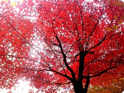 [단추수프] <선착순 2,000명 무료> 쉐프 에드워드 권이 수프를 드립니다! 썸네일 이미지