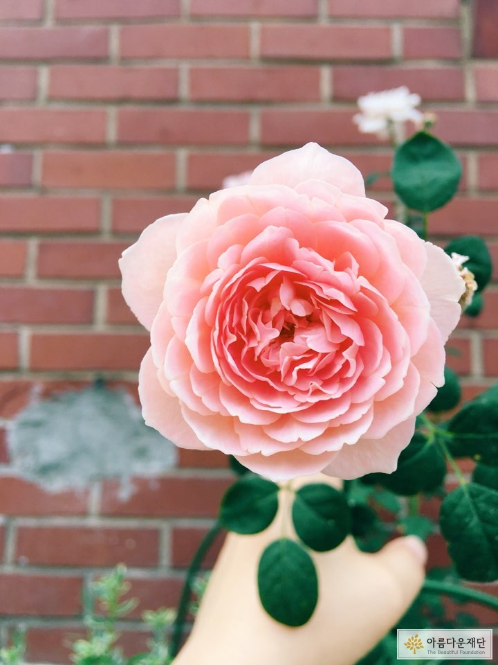 [비영리 안의 비영리] 함께 가꾸니 즐겁구나~ 커뮤니티 정원 ! 썸네일 이미지