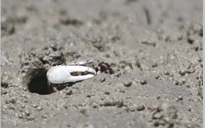 [2018 변화의시나리오 스폰서 지원사업] 영종도갯벌 보전을 위한 생태조사 및 대중캠페인 – 인천녹색연합 활동 후기 썸네일 이미지