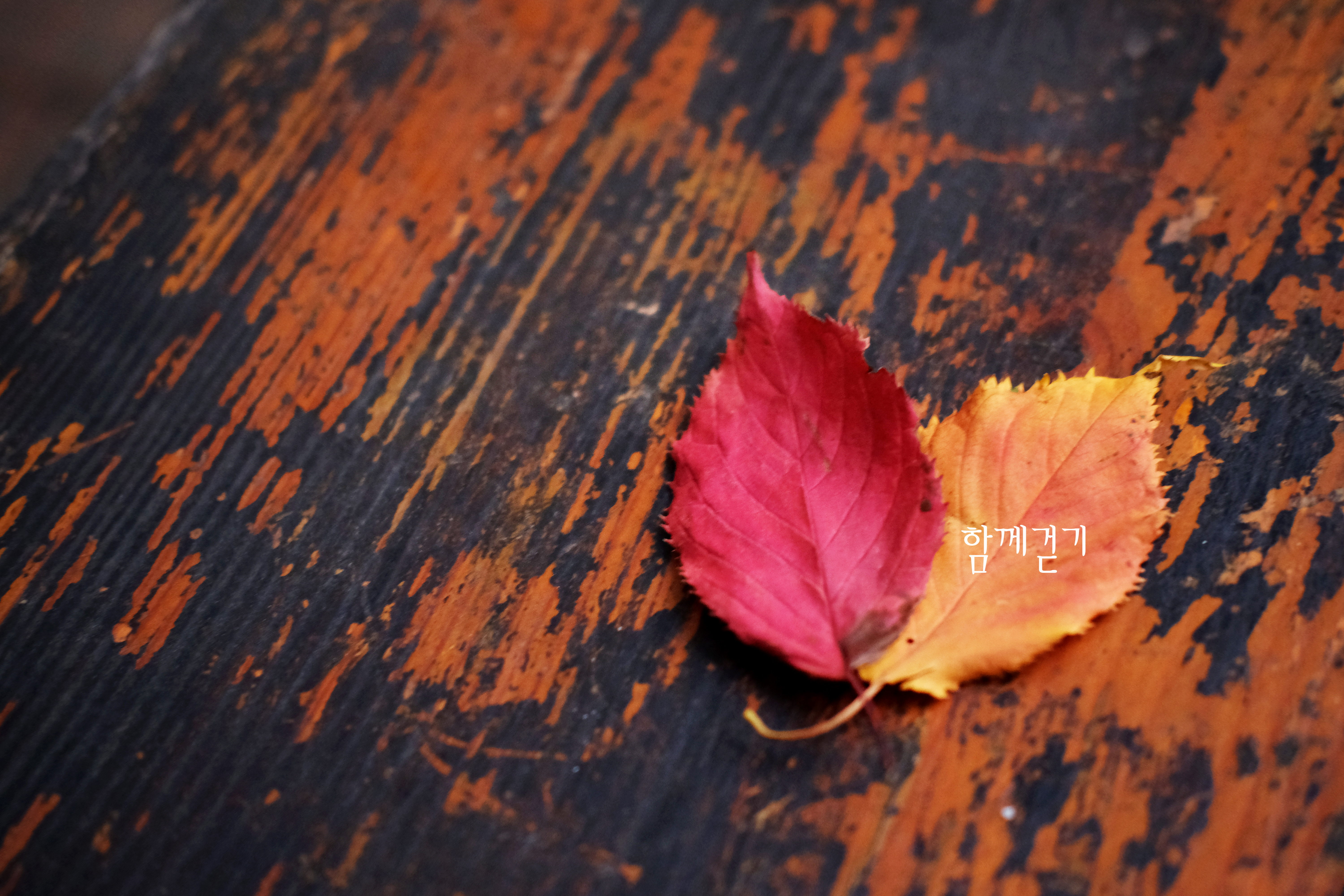 [2019 대학생 교육비 지원사업] 후배들은 헤매지 않기를, 그래서 우리가 ‘길잡이’가 되었습니다 썸네일 이미지