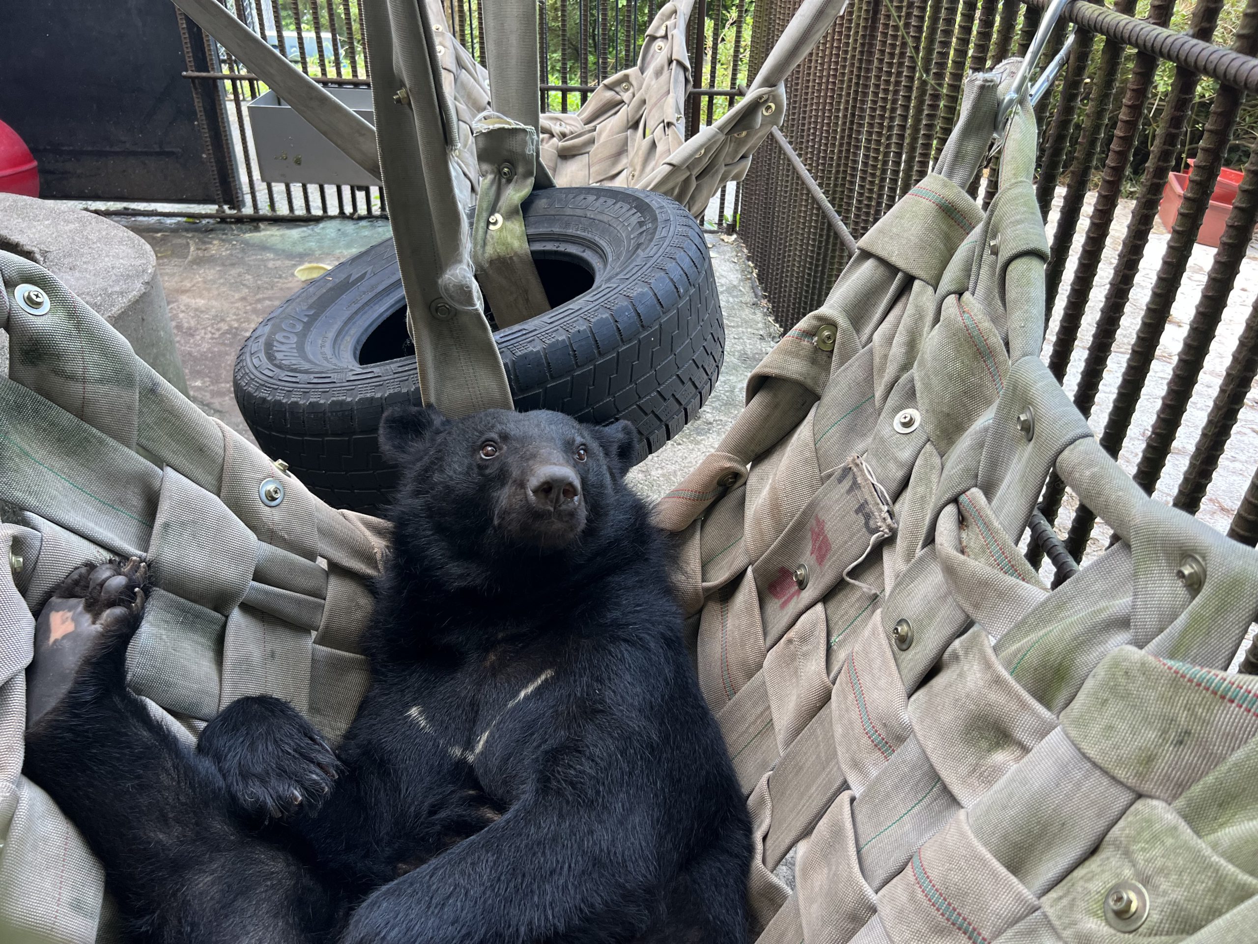 42년 만의 곰사육업 종식, 앞으로 필요한 것은 무엇일까요? 썸네일 이미지