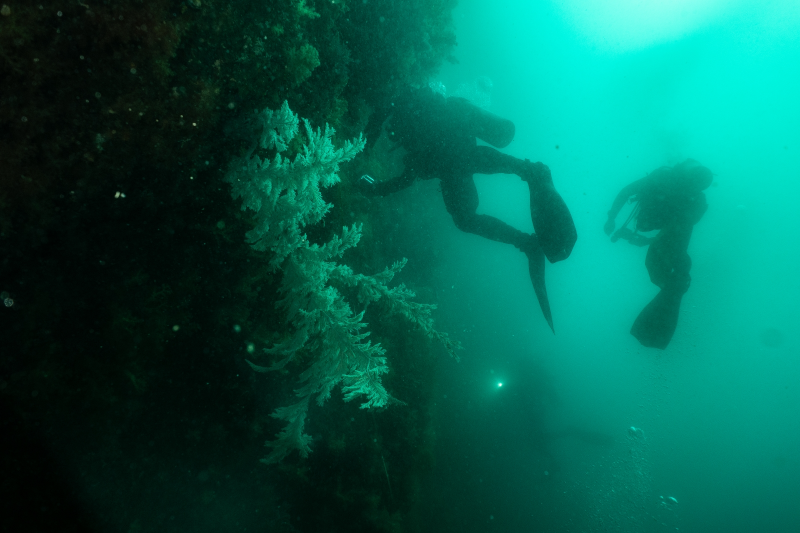 변화의시나리오 스폰서 지원사업 – 바닷 속 이야기를 전해주는 대변인 ‘해양시민과학센터 파란’ 썸네일 이미지