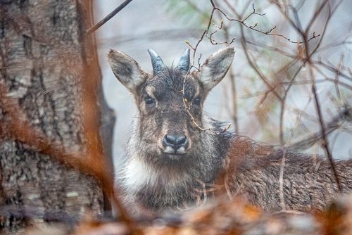 산양 1,058마리의 죽음이 남긴 숙제, 그리고 희망의 로드맵