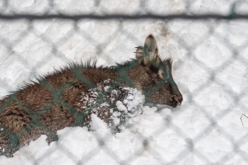 산양 1,022마리의 떼죽음 그 이후, 어떻게 됐을까? 썸네일 이미지