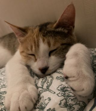 길냥이와 집냥이로 보는 ‘집’의 의미 썸네일 이미지