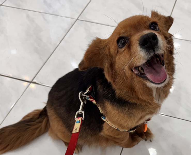 노할머니犬과 산다는 것 썸네일 이미지
